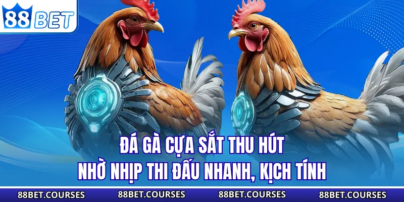 Đá gà cựa sắt thu hút nhờ nhịp thi đấu nhanh, kịch tính